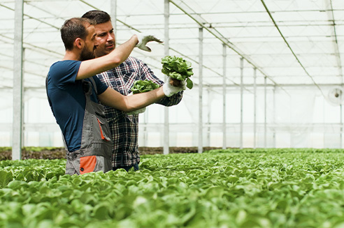 OUTGROWER MANAGEMENT